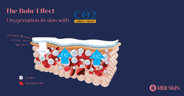 「血行が良いと肌が整う」メカニズムを科学で実証！ 炭酸ガスパックで細胞からハリ・ツヤアップ